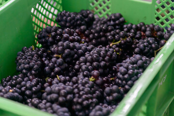 ぶどう、葡萄、ブドウ