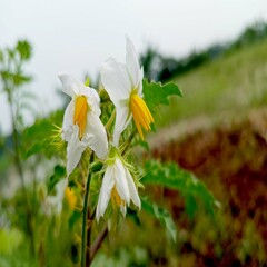 Thorny Nightshade Flower Nice Photography
