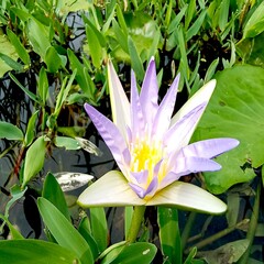 Wonderful Water Lily Flower Photo Graphy