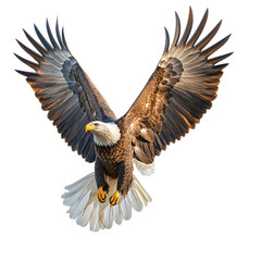 Majestic Bald Eagle in Flight isolated on transparent background.