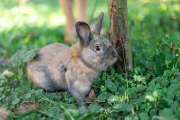 A red-haired domestic rabbit walks down the street. Pets concept.