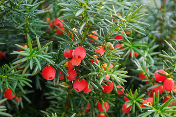 Branch with mature and immature cones of taxus baccata. Bright red poisonous berries of the English or common yew. Evergreen tree in the family Taxaceae. Vibrant plant. Seasonal wallpaper for design.
