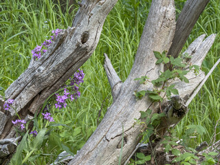 Nature's persistence: Purple wildflowers and fresh green leaves bring life to weathered wood in a grassy meadow.