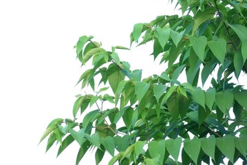 A Tropical tree with leaves branches on white isolated background for green foliage backdrop 