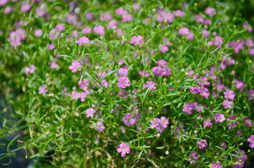 Gypsophila flowers are in full bloom. Small petals are beautiful together.