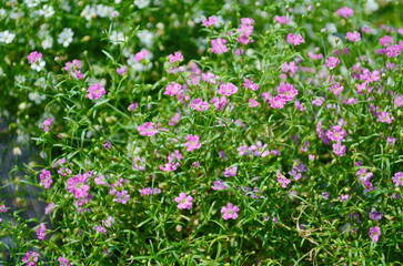 Obraz premium Gypsophila flowers are in full bloom. Small petals are beautiful together.