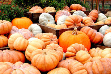 Heap of ripe decorative pumpkins for thanksgiving. Assortment of fresh squashes on farmer market. Halloween decor. Harvesting season.