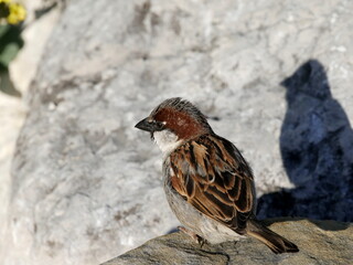Passer domesticus, common passerine bird in europe. House sparrow on stone.