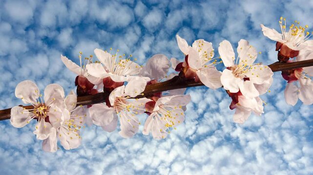 Apricot Flower on a Spring Tree Branch Blossoming in Time Lapse on a Clouds Background. Spring Flowers Opening in Timelapse. Blooming Backdrop