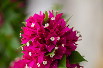 The photo features a vibrant Bougainvillea with its bright magenta flowers cascading over lush green foliage. The delicate papery bracts stand out, adding a tropical flair 