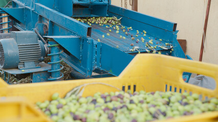Racking up olives inside a box after harvesting 