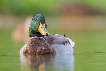 Fototapeta premium mallard duck on a pond in the light of an autumn morning