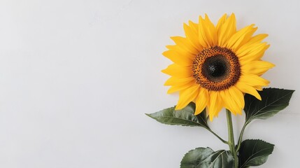A vibrant sunflower with green leaves against a light background, symbolizing beauty and nature.