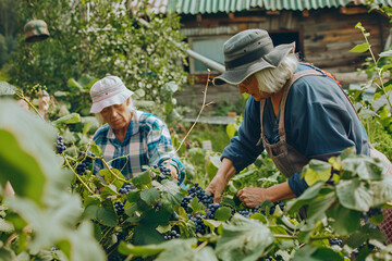 Elderly pensioners at their dacha are engaged in agricultural activities, harvest blueberries in the garden, realistic photo