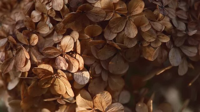 Close-up of dried brown hydrangea flowers clustered together, showing delicate textures and intricate patterns of withered petals under soft sunlight.