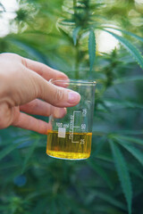 Hemp extract in hands. Selective focus.