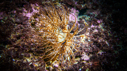 Petit c&eacute;rianthe