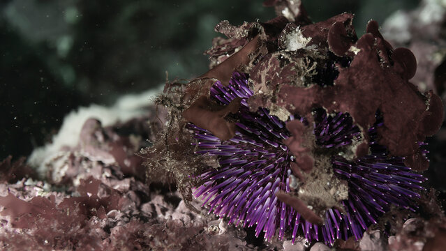 oursin violet