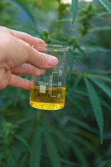 Hemp extract in hands. Selective focus.