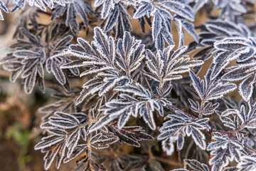 Frozen elderberry leaves covered in delicate frost glisten in sunlight on a cold winter day, creating a magical display of nature's beauty. Selective focus