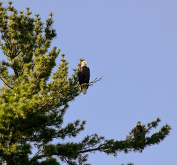 American Bald Eagle taking off