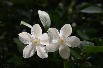 Two coral swirl flowers that have water droplets on their petals are exposed to sunlight