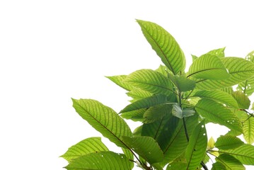  Kratom leaves with branches on white isolated background with copy space 