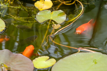 close-up of goldfish (Carassius auratus) swimming amongst lily pads