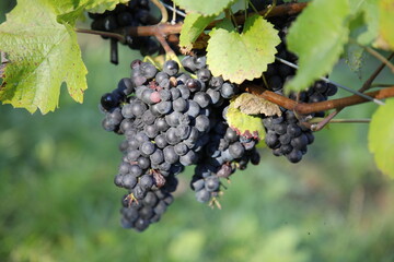 Rotwein-Traube