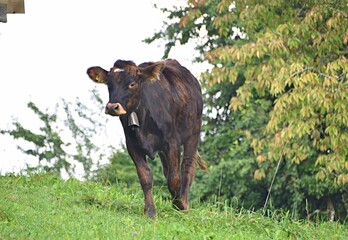 High-quality photo of a brown cow wearing a traditional bell around its neck, standing on lush green hills under bright daylight. 