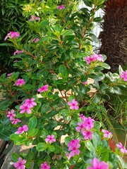 A Burst of Pink: Madagascar Periwinkle in Bloom