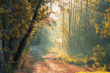 autumn forest in the morning. A misty morning in the fall forest.