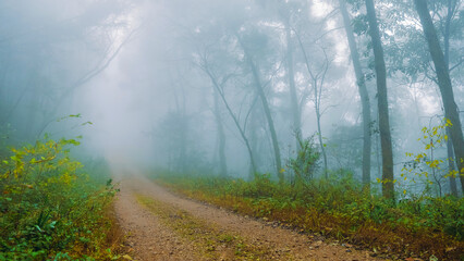 Obraz premium misty morning in the forest