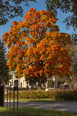photos of a autumn tree