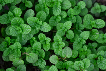 Background of dark green mint leaves arranged in many contrasting pairs. Another name is mint, spearmint, or spear mint, Mentha spicata, Greek minth, belonging to the Lamiaceae family.