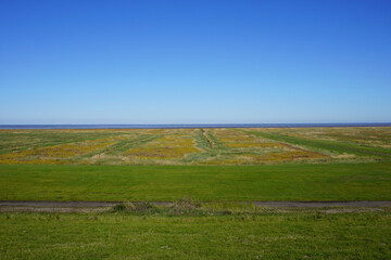 Fototapeta premium Blick auf die Salzwiesen in Nationalpark Langwarder Groden in Fedderwardersiel an der Nordseeküste in Deutschland
