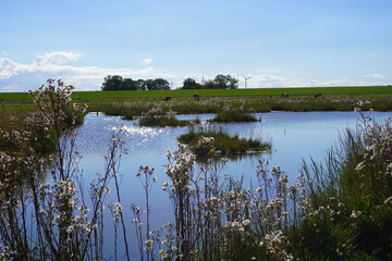 Im Nationalpark Langwarder Groden in Butjadingen an der Nordseeküste 