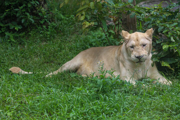 The female white lion is stay in garden