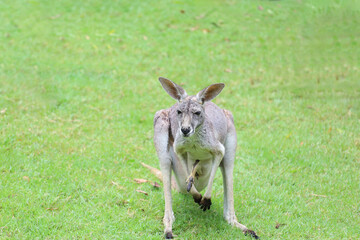 The kangaroo is stay and eat grass in garden