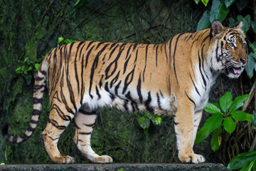 Close up Indochinese tiger is beautiful animal and dangerous in forest