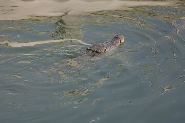 Close up salt crocodile is show head in river