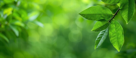 Close-up of vibrant green leaves against a soft blurred background, copy space