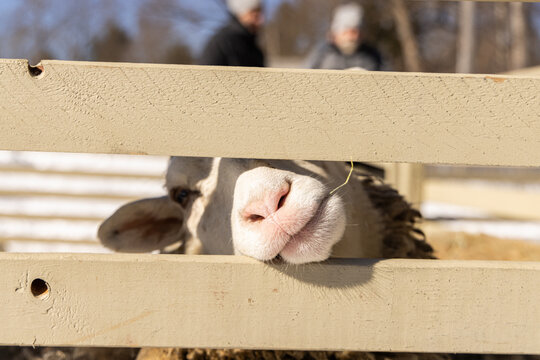 Curious sheep peeks through a wooden fence on a sunny farm day, surrounded by lush green fields. Selective focus