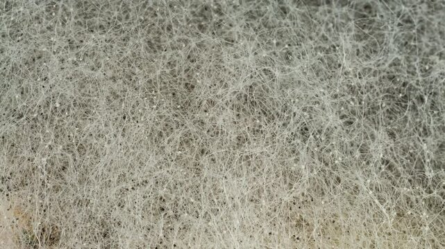 Mold Background. Macro Shot of Mold. Mold Spores on Bread. Rhizopus Colony. Sporangium and Sporangiophores Clearly Visible. Toxic Spores in Food