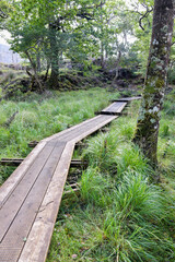 Empty wooden path through the Irish bog