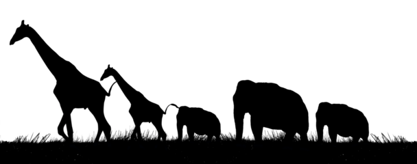 silhouette animal ( giraffe, elephant ) with grass