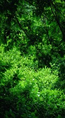 Obraz premium Lush green foliage densely covering the ground, creating a vibrant natural landscape.