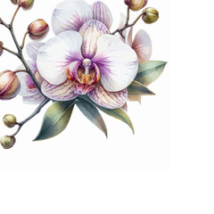 Obraz premium watercolor orchid flower