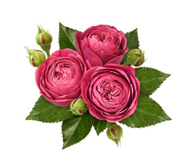 Fototapeta premium Red rose flowers, green leaves and buds in a floral arrangement isolated on white or transparent background