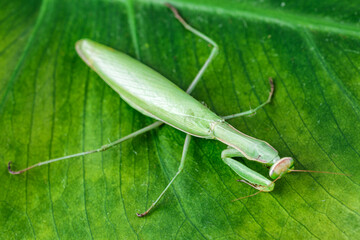 Female European Mantis (Mantis religiosa)  in nature.Green exotic praying mantis on a plant in wood.Wild foto